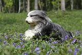 BEARDED COLLIE 226